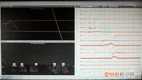 20个动物冷知识,这些动物的冷知识,多少人一个都没听说过