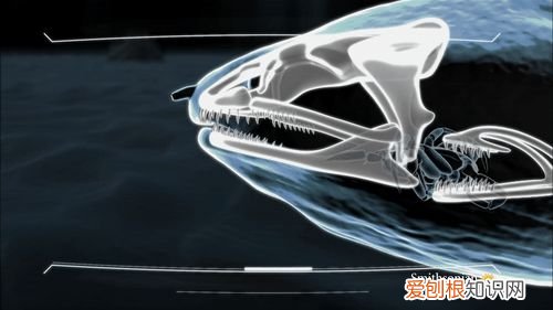 20个动物冷知识,这些动物的冷知识,多少人一个都没听说过