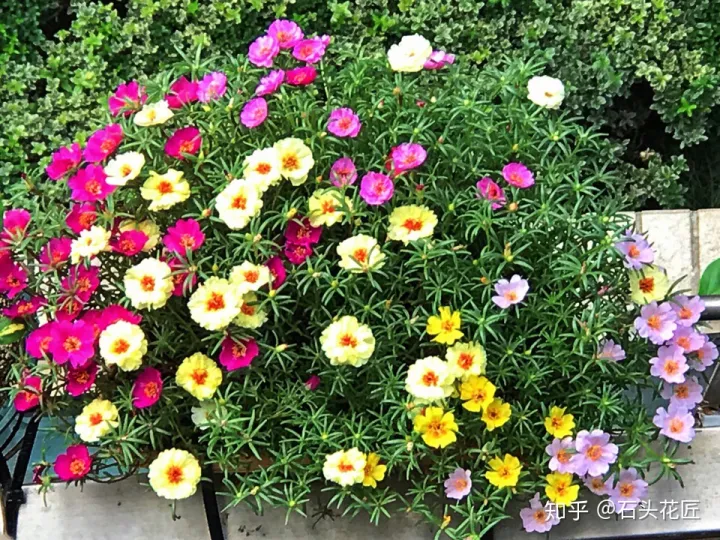 阳台种什么花花期长又好养,养花就选4个品种,1年4季都开花,阳台一直都是“小花园”
