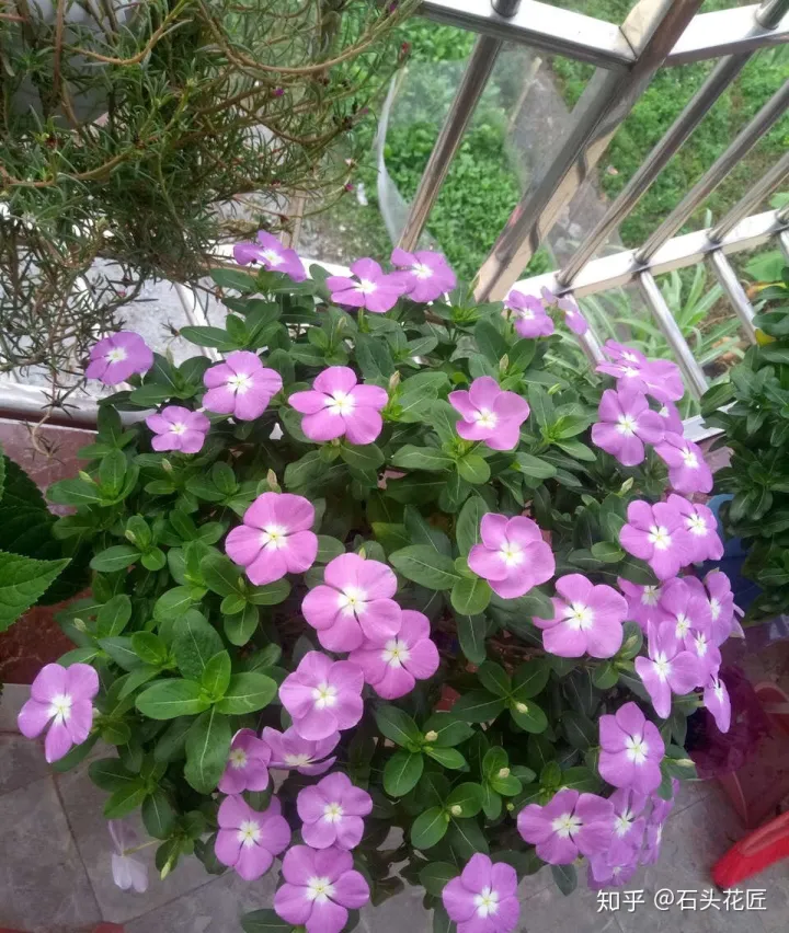 阳台种什么花花期长又好养,养花就选4个品种,1年4季都开花,阳台一直都是“小花园”