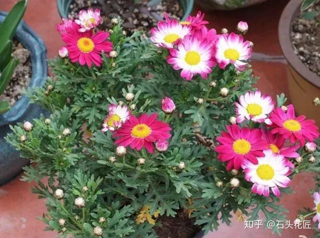 阳台种什么花花期长又好养,养花就选4个品种,1年4季都开花,阳台一直都是“小花园”