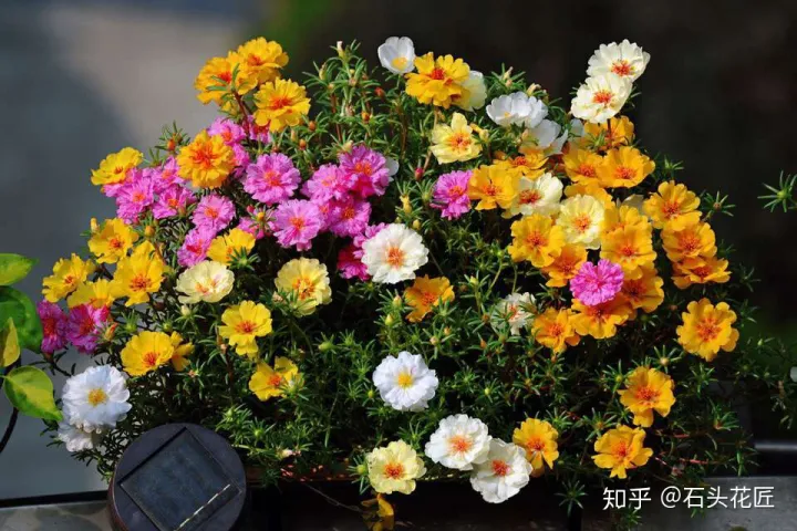 阳台种什么花花期长又好养,养花就选4个品种,1年4季都开花,阳台一直都是“小花园”