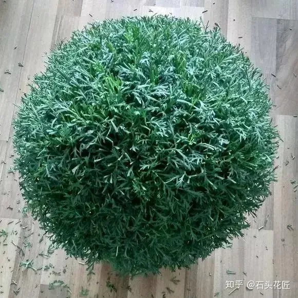 阳台种什么花花期长又好养,养花就选4个品种,1年4季都开花,阳台一直都是“小花园”