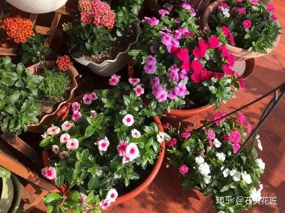 阳台种什么花花期长又好养,养花就选4个品种,1年4季都开花,阳台一直都是“小花园”