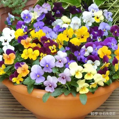 阳台种什么花花期长又好养,养花就选4个品种,1年4季都开花,阳台一直都是“小花园”