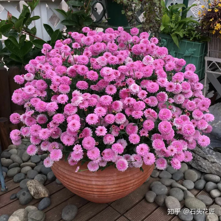 阳台种什么花花期长又好养,养花就选4个品种,1年4季都开花,阳台一直都是“小花园”
