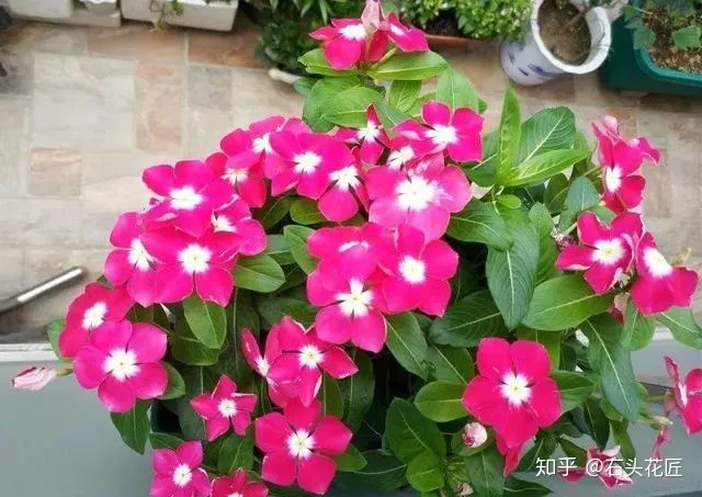 阳台种什么花花期长又好养,养花就选4个品种,1年4季都开花,阳台一直都是“小花园”