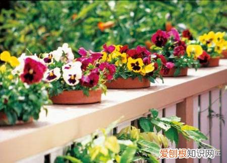阳台种什么花花期长又好养,养花就选4个品种,1年4季都开花,阳台一直都是“小花园”