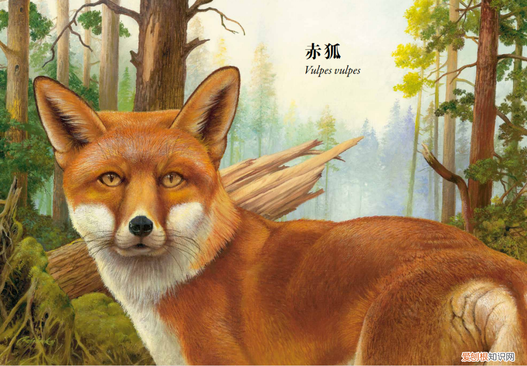 《有趣的动物》读书笔记，浪花书单丨动物们的迷惑行为，原来还有这么多讲究