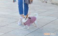 训练狗狗随行，这个方法你一定要知道！，训练狗狗随行,这个方法你一定要知道什么