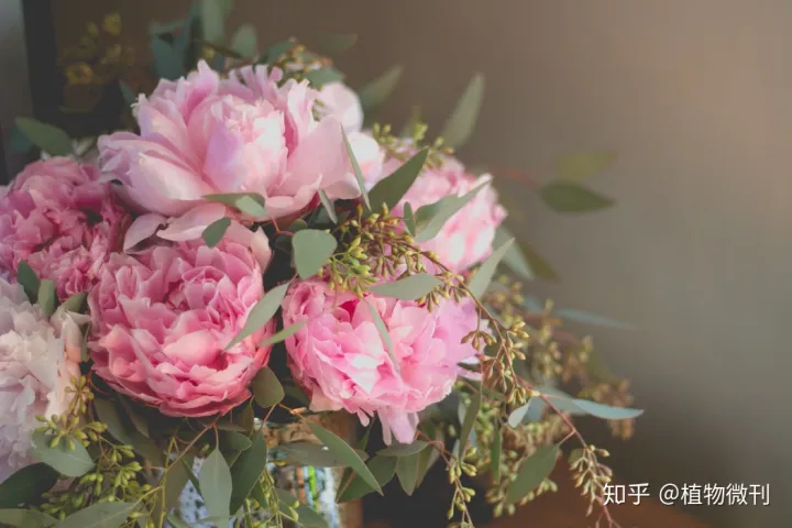 这10条养花技巧非常适合新手用英语，新手养花，入门攻略之花卉分类