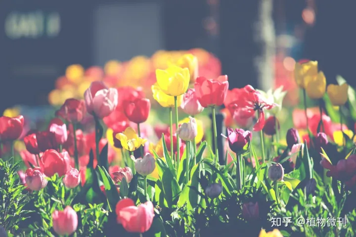 这10条养花技巧非常适合新手用英语，新手养花，入门攻略之花卉分类
