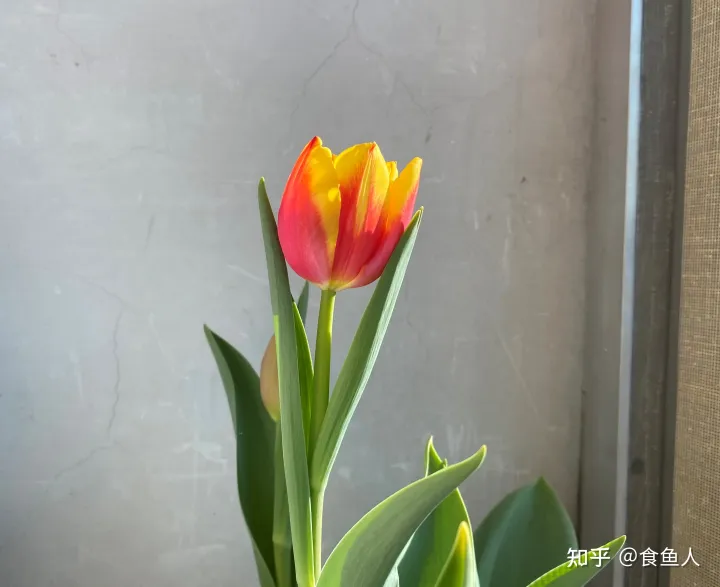 观花草本植物 适合新手养的观赏花，新手养花推荐！