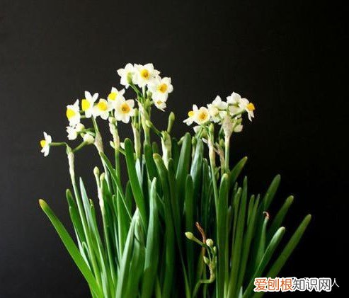观花草本植物 适合新手养的观赏花，新手养花推荐！