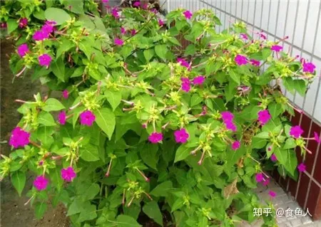 观花草本植物 适合新手养的观赏花，新手养花推荐！
