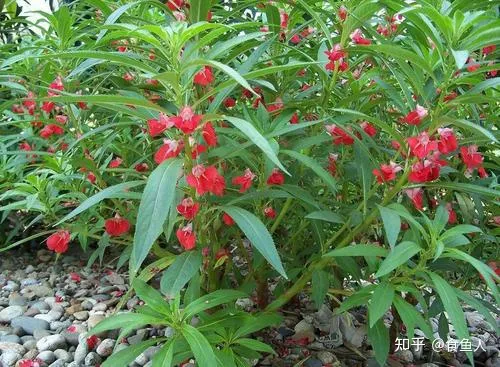 观花草本植物 适合新手养的观赏花，新手养花推荐！