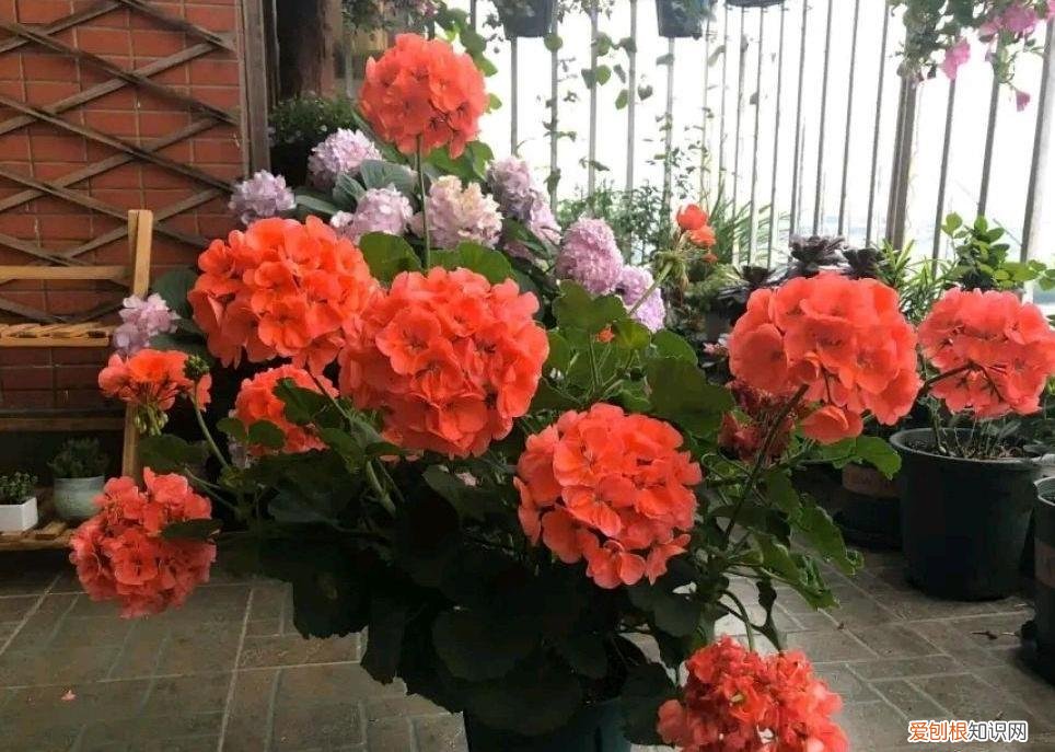 什么花开花久容易养，5种“省心花”，开花漂亮花期长，养护起来简单