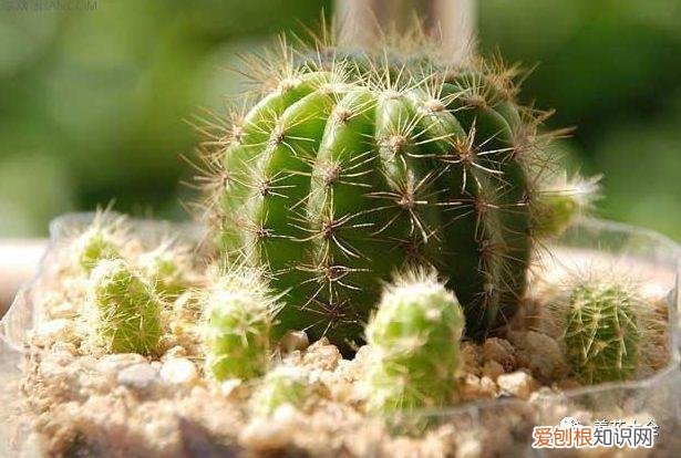 养花的要领，养花宝典就在这，只要记住了，下一个养花高手就是你！