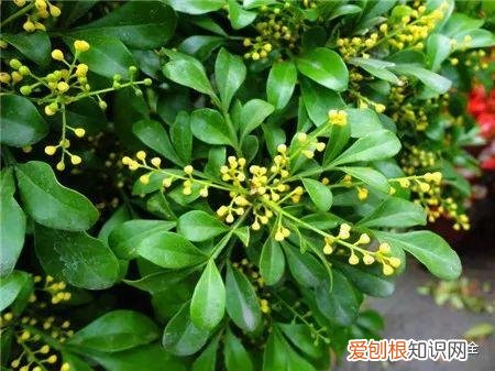 养花的要领，养花宝典就在这，只要记住了，下一个养花高手就是你！