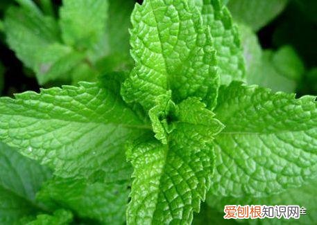 养花的要领，养花宝典就在这，只要记住了，下一个养花高手就是你！