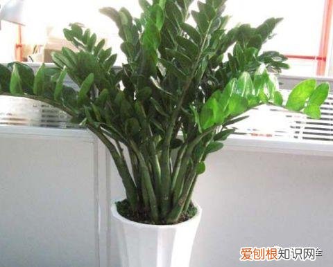 养花的要领，养花宝典就在这，只要记住了，下一个养花高手就是你！