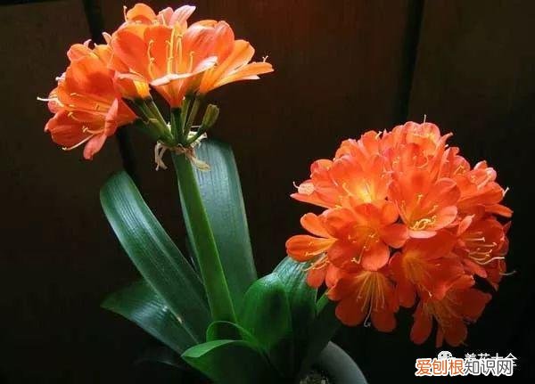 养花的要领，养花宝典就在这，只要记住了，下一个养花高手就是你！