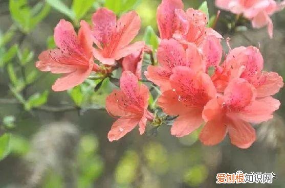 养花的要领，养花宝典就在这，只要记住了，下一个养花高手就是你！
