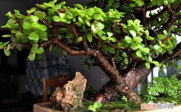 养花的要领，养花宝典就在这，只要记住了，下一个养花高手就是你！