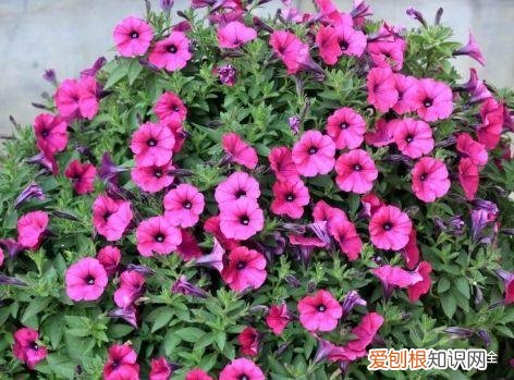 养花的要领，养花宝典就在这，只要记住了，下一个养花高手就是你！