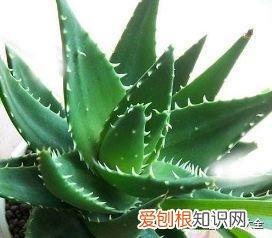 养花的要领，养花宝典就在这，只要记住了，下一个养花高手就是你！