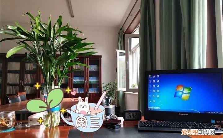 一年四季养什么花好养活呢，32种花养护大全，新手也能学的会，一年花开好几茬！