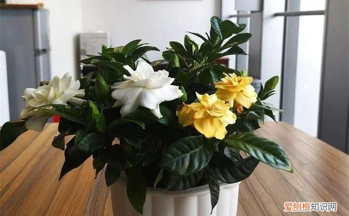 一年四季养什么花好养活呢，32种花养护大全，新手也能学的会，一年花开好几茬！