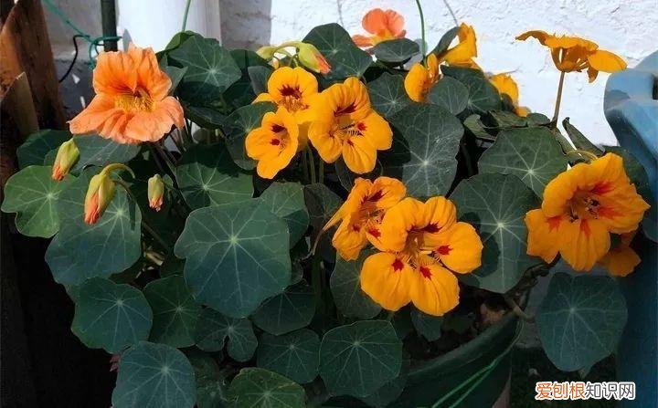 一年四季养什么花好养活呢，32种花养护大全，新手也能学的会，一年花开好几茬！