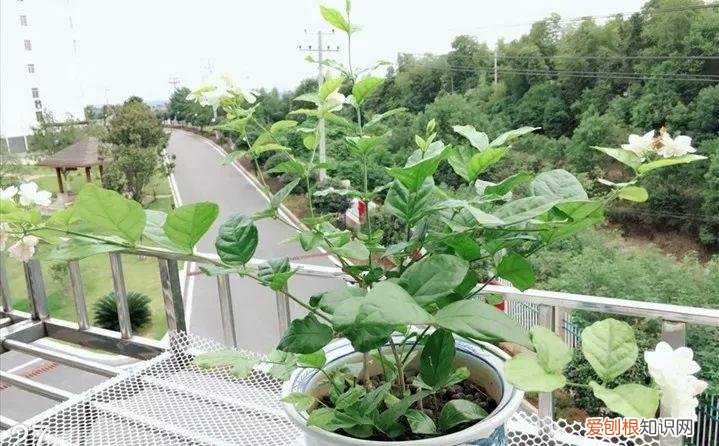 一年四季养什么花好养活呢，32种花养护大全，新手也能学的会，一年花开好几茬！
