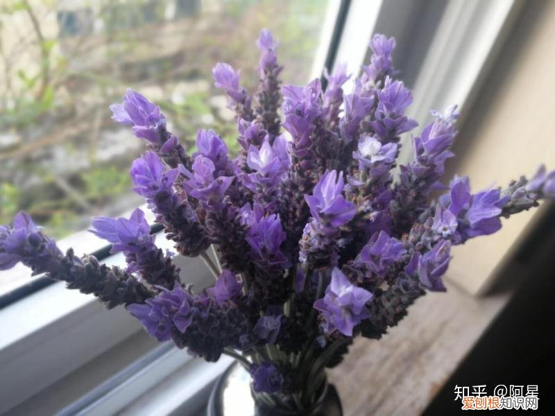 如何选择鲜切花，入门鲜切花推荐及养护