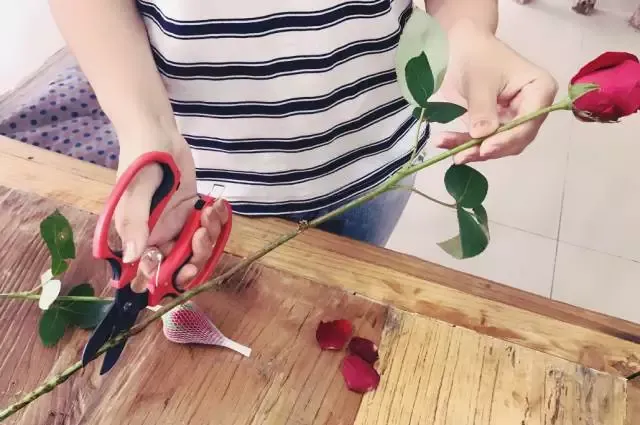 插花养花技巧，花艺教程 学插花 学养花