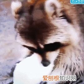 动物森友会最可爱的小动物，《集合啦！动物森友会》中的小动物，在现实中有哪些有趣的知识？