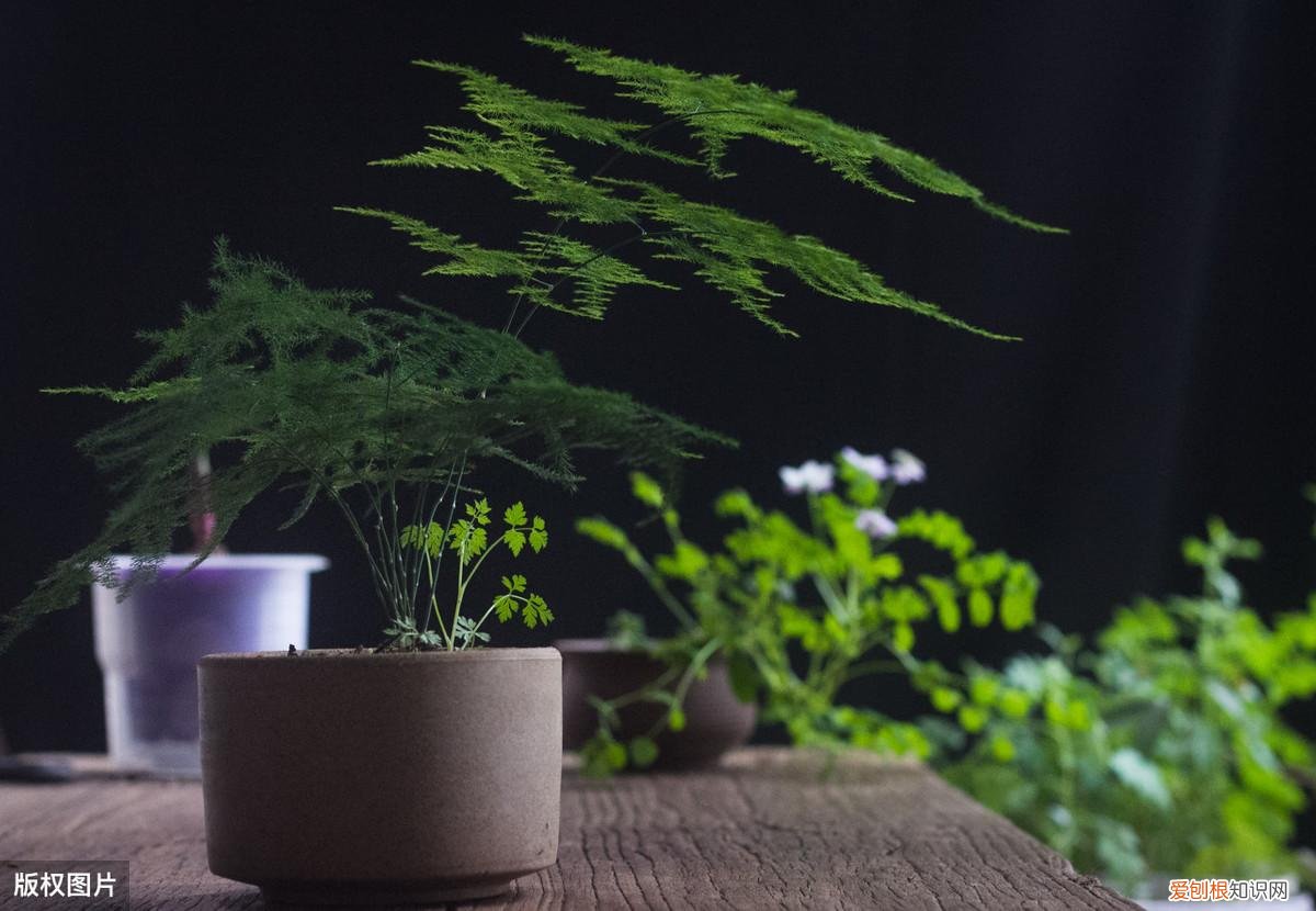 收藏 最好养的多年生花卉，38种颜值高、好养活、寿命长的常见室内盆栽，附养护简介