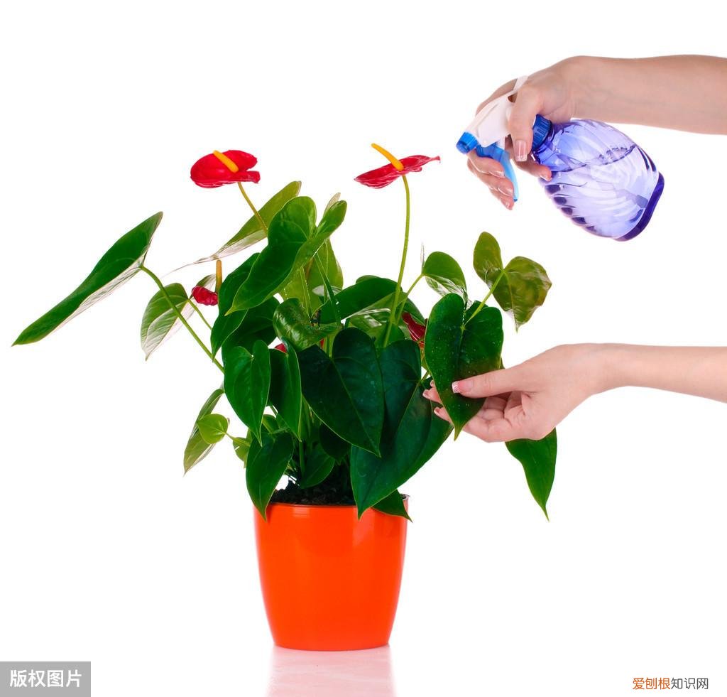 收藏 最好养的多年生花卉，38种颜值高、好养活、寿命长的常见室内盆栽，附养护简介