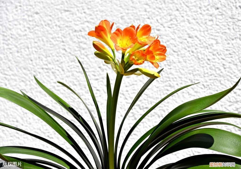 收藏 最好养的多年生花卉，38种颜值高、好养活、寿命长的常见室内盆栽，附养护简介