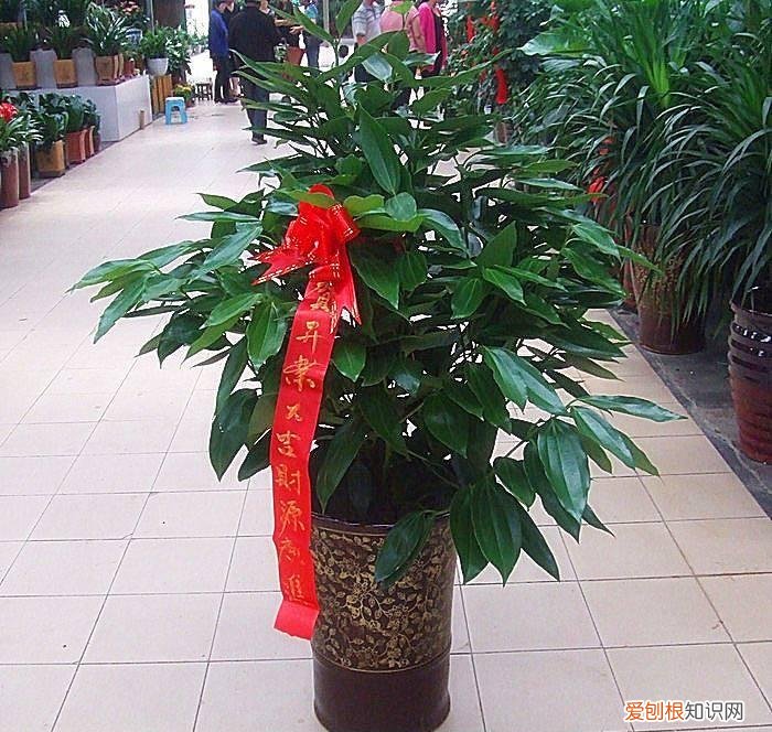 收藏 最好养的多年生花卉，38种颜值高、好养活、寿命长的常见室内盆栽，附养护简介