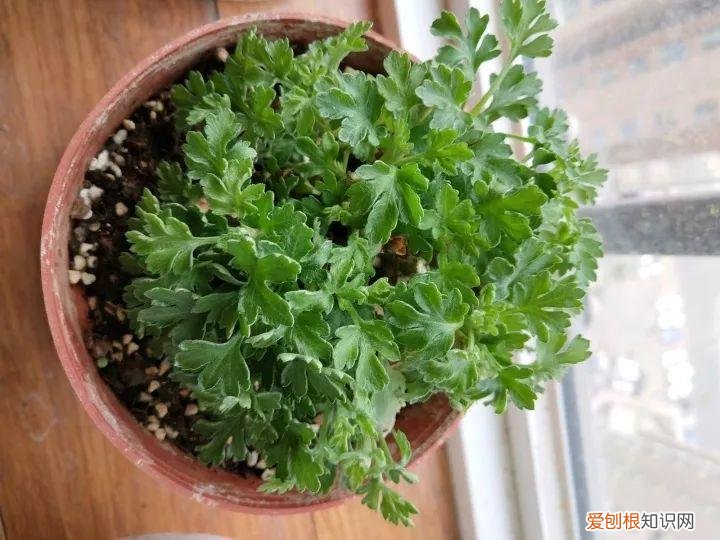 如何养花常识，养花也要做功课，40条经验一掌握，啥花都能养的好！