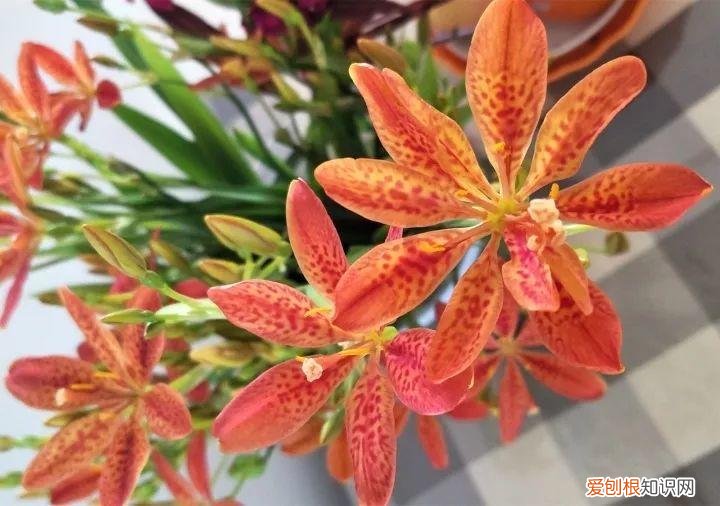 如何养花常识，养花也要做功课，40条经验一掌握，啥花都能养的好！