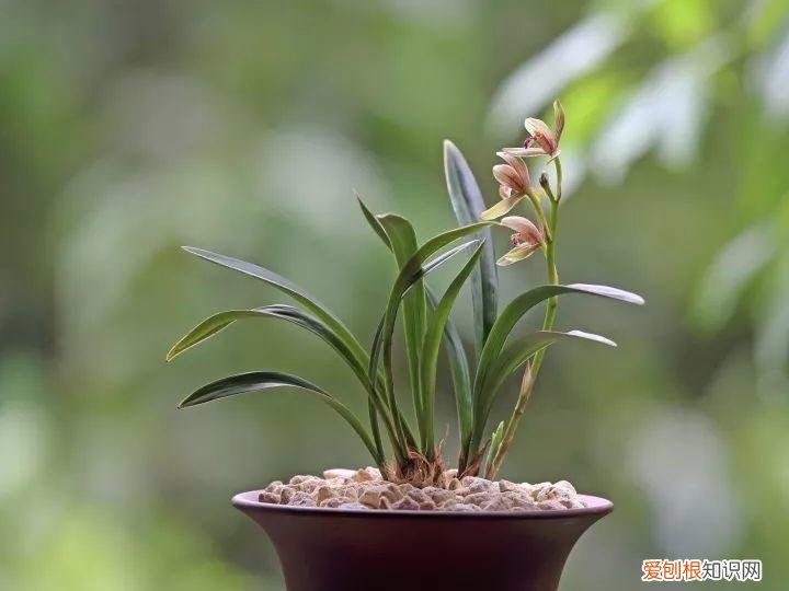 如何养花常识，养花也要做功课，40条经验一掌握，啥花都能养的好！