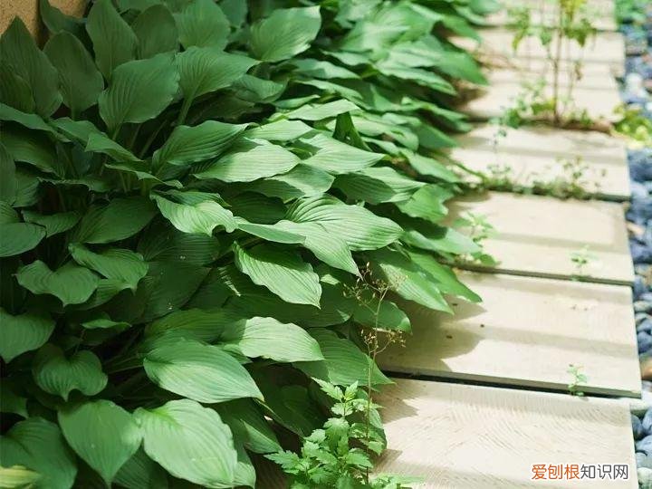 如何养花常识，养花也要做功课，40条经验一掌握，啥花都能养的好！