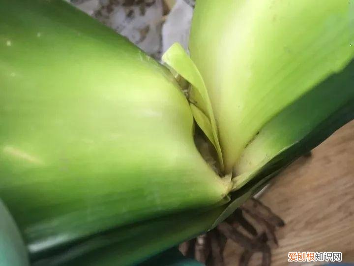 如何养花常识，养花也要做功课，40条经验一掌握，啥花都能养的好！