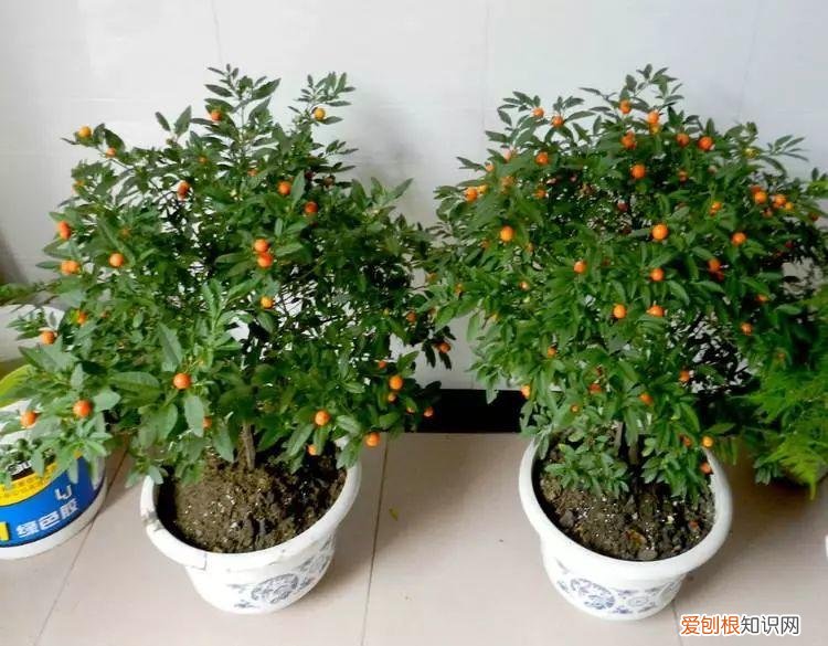如何养花常识，养花也要做功课，40条经验一掌握，啥花都能养的好！