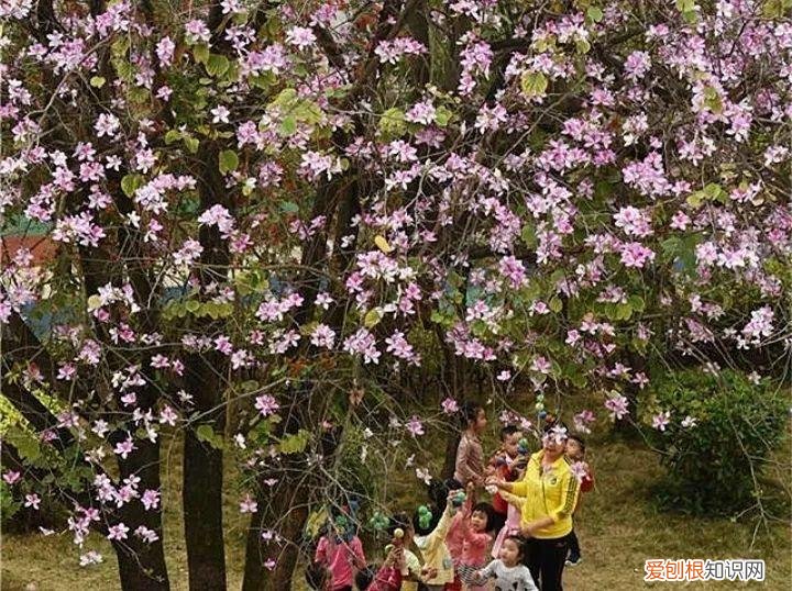 如何养花常识，养花也要做功课，40条经验一掌握，啥花都能养的好！
