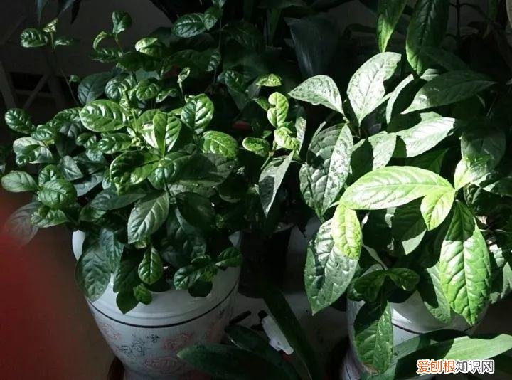 如何养花常识，养花也要做功课，40条经验一掌握，啥花都能养的好！