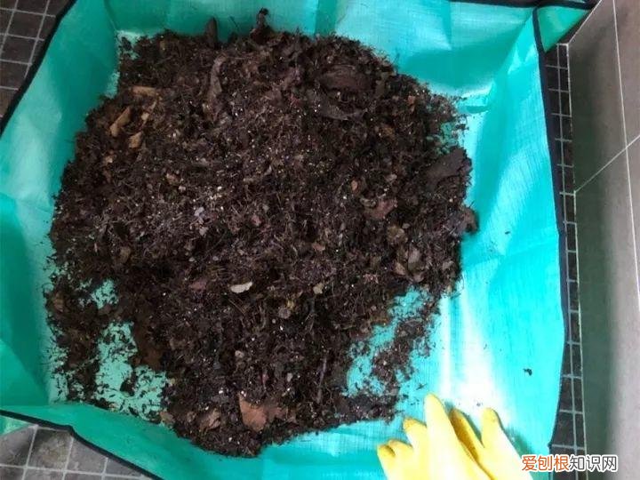 如何养花常识，养花也要做功课，40条经验一掌握，啥花都能养的好！